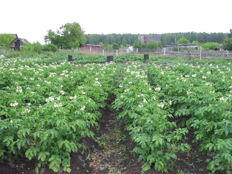 Potato flowers on a farm in Russia
