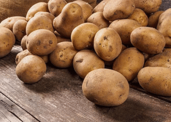 Ural ခံနိုင်ရည်ရှိမှု- Sverdlovsk လယ်သမားများသည် Phytophthora ပိုးမွှားကို မည်သို့ကျော်လွှားကာ တန်ချိန် ၂၇၀,၀၀၀ ရိတ်သိမ်းနေကြသည်
