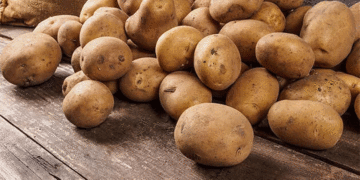 Ural Resilience: How Sverdlovsk Farmers Are Beating Phytophthora to Harvest 270,000 Tons