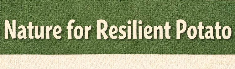 When Potatoes Meet Nature: How Agroecology Is Reshaping Kenya’s Fields