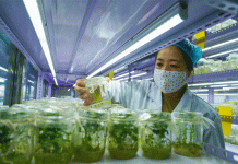 The “Golden Chip” of Inner Mongolia: How Yakeshi is Revolutionizing Seed Potato Production with Tech