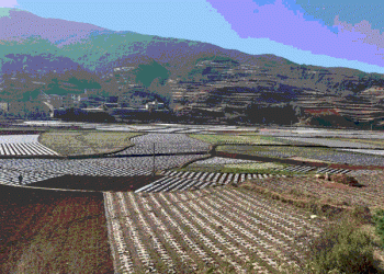 The Fenghé Blueprint: How a High-Altitude Town Built a $200M Potato Powerhouse