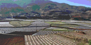 The Fenghé Blueprint: How a High-Altitude Town Built a $200M Potato Powerhouse