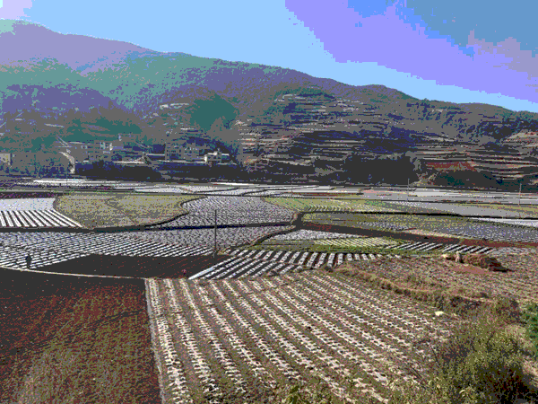 The Fenghé Blueprint: How a High-Altitude Town Built a $200M Potato Powerhouse 2 The Fenghé Blueprint: How a High-Altitude Town Built a $200M Potato Powerhouse