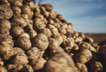 Yield vs. Profit: How Record Harvests are Crashing Potato Prices in Moldova and Ukraine