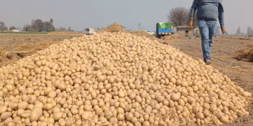 Maximizing Potato Yields: The Top Three Early Varieties for September Planting
