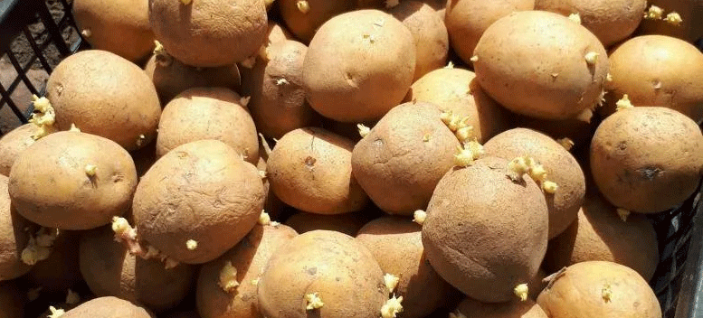 खेत से परे: न्यूजीलैंड के बीज आलू उद्योग के उच्च तकनीक केंद्र के अंदर