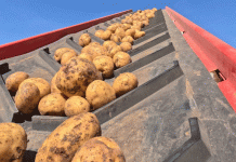 El auge y la caída de la patata en Kazajistán: una historia con moraleja sobre la especulación del mercado y las barreras a la exportación