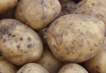 Waterlogged Fields, Market Squeeze: Latvia’s Potato Crisis and the EU Safety Net