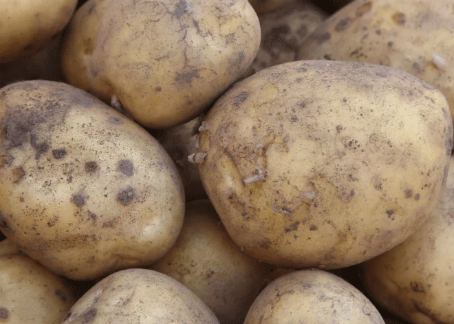 Waterlogged Fields, Market Squeeze: Latvia’s Potato Crisis and the EU Safety Net