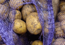 Market Shock: How Import Quotas and Export Barriers Are Reshaping the Russian Potato Industry