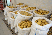 Cambios en el mercado mundial de la papa: auge del procesamiento, cambios geográficos y tensiones en las cadenas de suministro