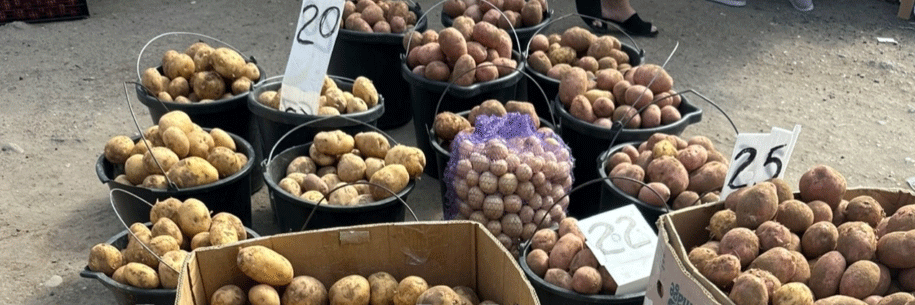 The Astrakhan Potato Paradox: Price Collapse Meets Quality Concerns – A Market Analysis