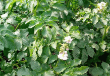 Рекордная урожайность в Тюмени: урожай картофеля достиг 321 центнера с гектара, установив новый региональный ориентир