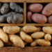 Kazakhstan Lifts Potato Export Ban: Market Surplus Creates New Trade Opportunities