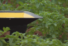 ការប្រុងប្រយ័ត្នកើនឡើង៖ អ្នកដាំដំឡូងធ្លាក់ចុះទ្វេដងលើការឃ្លាំមើល Aphid ខណៈដែលការគំរាមកំហែងពីវ៉ិចទ័រកាន់តែខ្លាំង