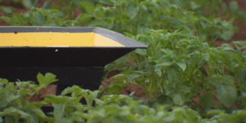Rising Vigilance: Potato Growers Double Down on Aphid Surveillance as Vector Threats Intensify