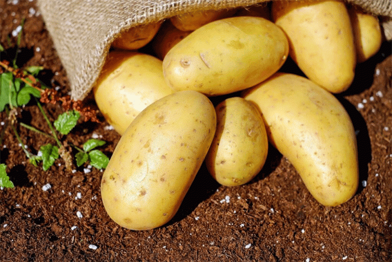 Strategic Potato Storage & Export: Navigating Global Shortages for Maximum ROI