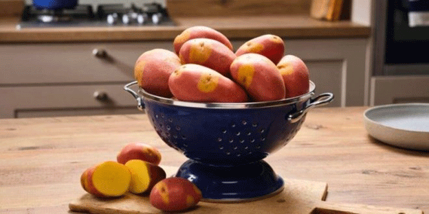 Nemo, the Quick-Cooking Hybrid Potato Set to Meet High Holiday Demand 37 Nemo, the Quick-Cooking Hybrid Potato Set to Meet High Holiday Demand