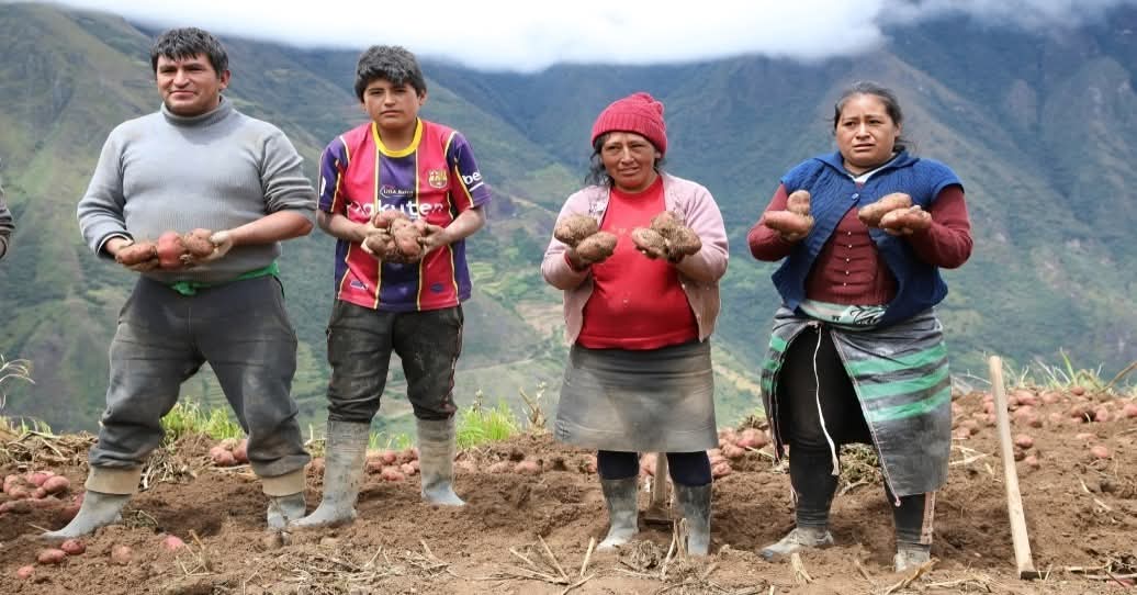 Andes yang Semakin Meningkat: Bagaimana Program Haku Wiñay Mengubah Pertanian Kentang di Peru