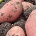 Arkhangelsk Oblast Leads the Way in Elite Seed Potato Production: A Model for Sustainable Agriculture