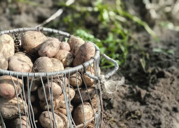 Precision Over Power: The Latvian Method for a 50% Potato Yield Increase