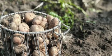 Precision Over Power: The Latvian Method for a 50% Potato Yield Increase