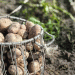 Precision Over Power: The Latvian Method for a 50% Potato Yield Increase