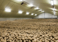 Colombia Unveils Latin America’s Largest Potato Storage Center: A Game-Changer for Farmers and Sustainable Agriculture