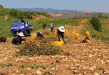 From Field to Fortune: How Xihe County Built a 200,000-Mu Potato Empire