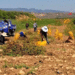 From Field to Fortune: How Xihe County Built a 200,000-Mu Potato Empire
