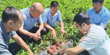 Revolutionizing Seed Potato Health: Nanotechnology-Driven Rapid Virus Detection Breakthrough