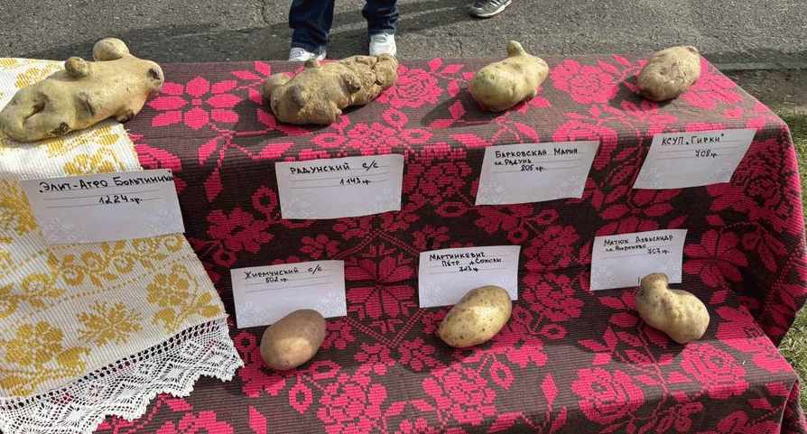 Cultivating Colossus: The Science and Strategy Behind Giant Potato Champions