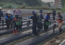 Революция в производстве картофеля: как осенняя посадка и использование цельного семенного картофеля могут повысить урожайность