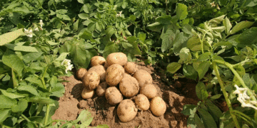 Emerging Threat: Phytoplasma Infections in Seed Potatoes Demand Vigilance from Potato Growers