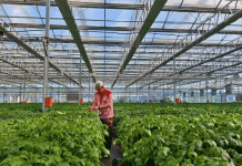 Uprawa ziemniaków wspomagana technologią: jak innowacje zwiększają plony i rentowność