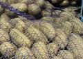 How to Choose Quality Seed Potatoes: Expert Advice from Rosselkhoznadzor for Gardeners