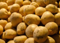 Early Harvest in Altai Krai: Record Yields of Potatoes and Vegetables Signal Strong Season