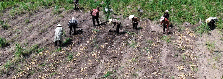 Drones Revolutionize Potato Farming: How UAVs Boost Efficiency and Profits in Mountainous Regions