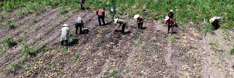 ड्रोन ने आलू की खेती में क्रांति ला दी है: यूएवी कैसे पर्वतीय क्षेत्रों में दक्षता और लाभ बढ़ाते हैं
