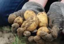 Pánico por la patata: cómo el exceso de oferta en el mercado de la UE está desplomando los precios por debajo de los costes de producción