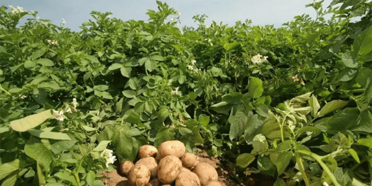 The Ancient Origins of Modern Potatoes: How a 9-Million-Year-Old Hybrid Shaped Agriculture