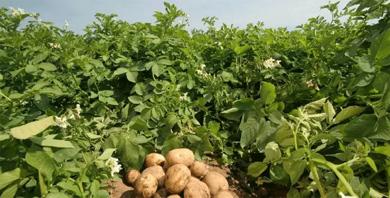 Los orígenes antiguos de las patatas modernas: cómo un híbrido de 9 millones de años transformó la agricultura
