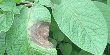 Irish Potato Blight Originates in South America: A Genetic Breakthrough
