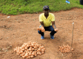Seed of Change: How Certified Potato Seeds Could Revolutionize Farming in Kenya