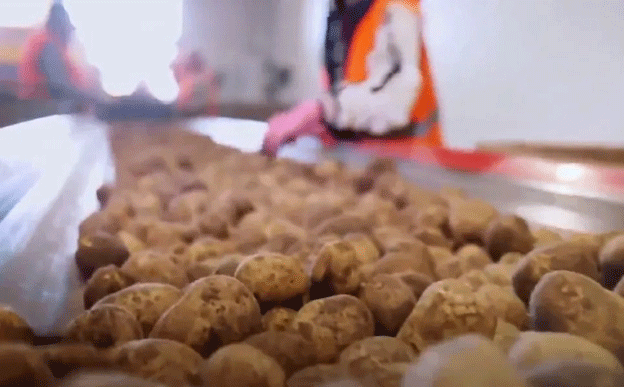 Ensuring Safety in Potato Storage: NAPSO’s New Resources for Accident-Free Operations