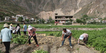 How Wudu District is Transforming Potato Farming into a Goldmine with Innovation