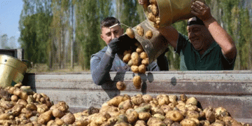 Bayburt’s Bumper Potato Harvest: A Family’s Commitment to Quality and Sustainability