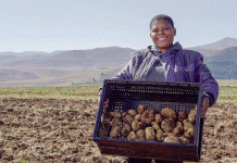 От выживания к прибыли: как национальная стратегия выращивания картофеля преобразует сельское хозяйство Лесото