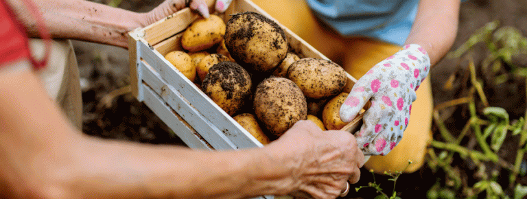 Precision Potato Harvesting: How Modern Technology is Revolutionizing Farming in Las Vegas